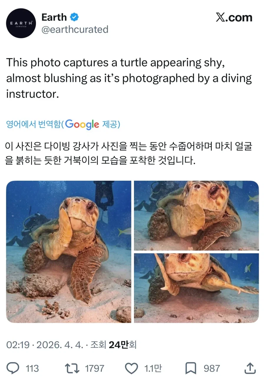 해외 반응 난리난 바다거북 사진.jpg_1.webp