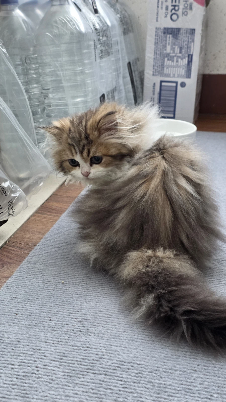 이 나이에 괭이 키우고 왜 육아를 어릴 때 하라는지 알았음_4.webp