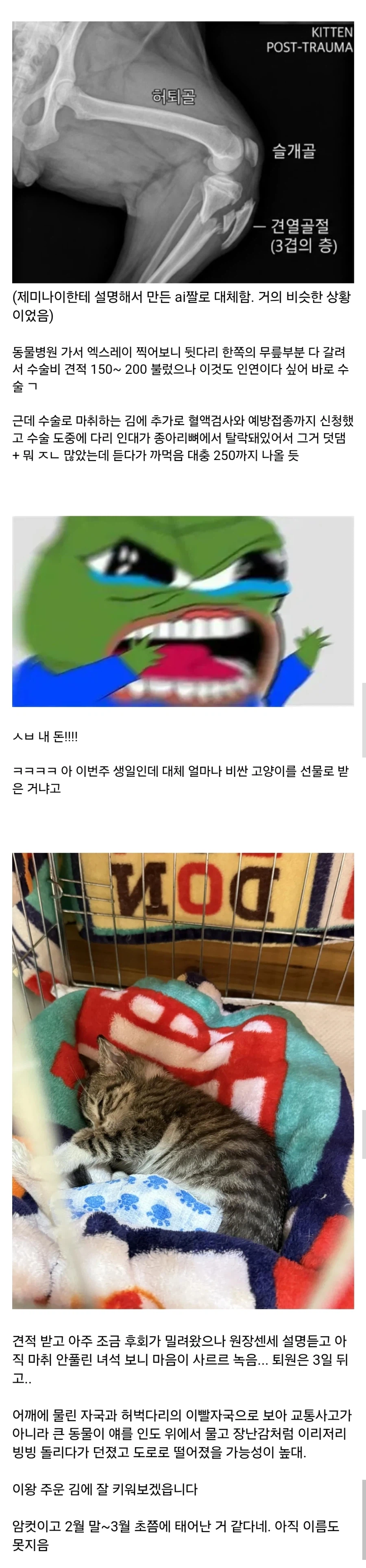 도로 위에 다친 새끼고양이 주운 펨코인.jpg_2.webp
