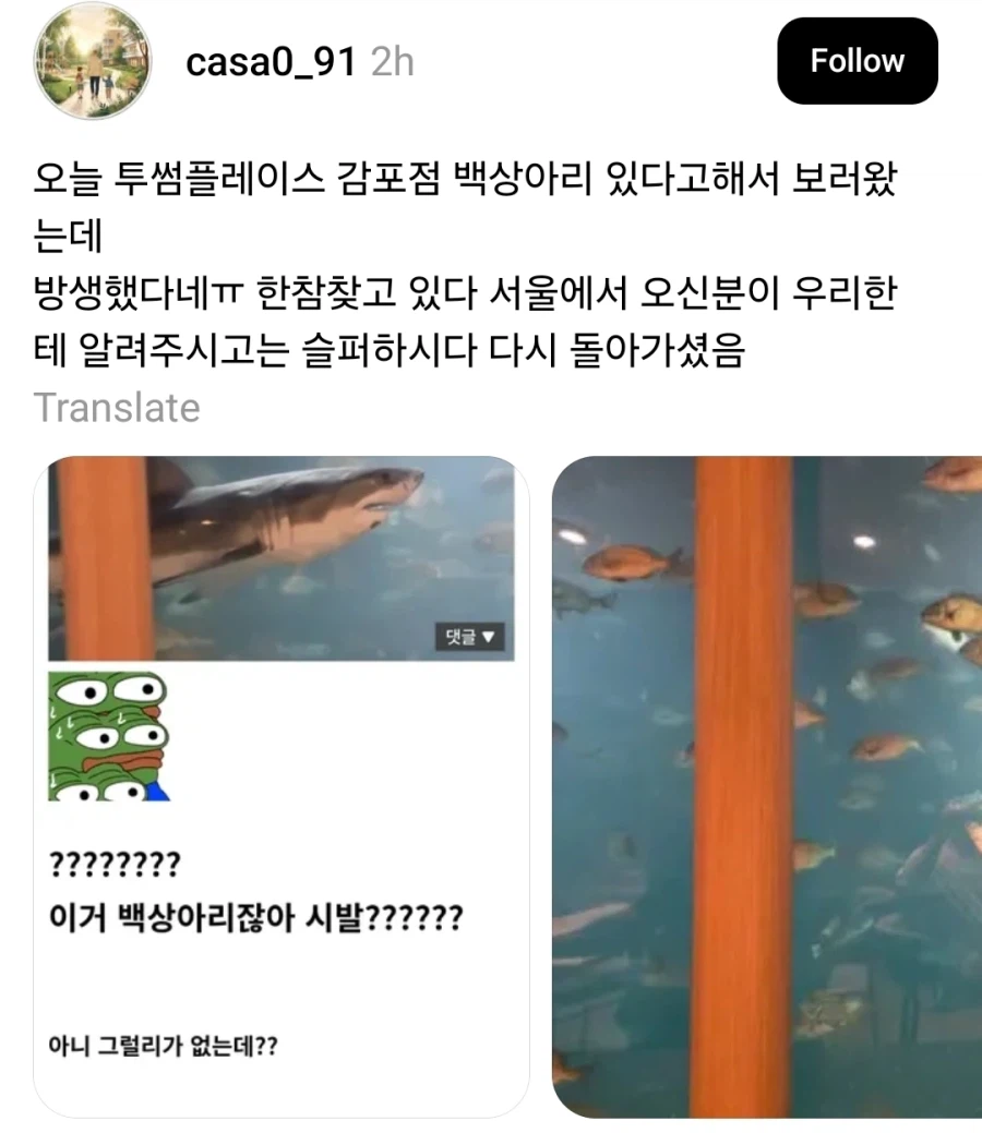 투썸플레이스 수족관 백상아리 사육 ㄷㄷ_1.webp