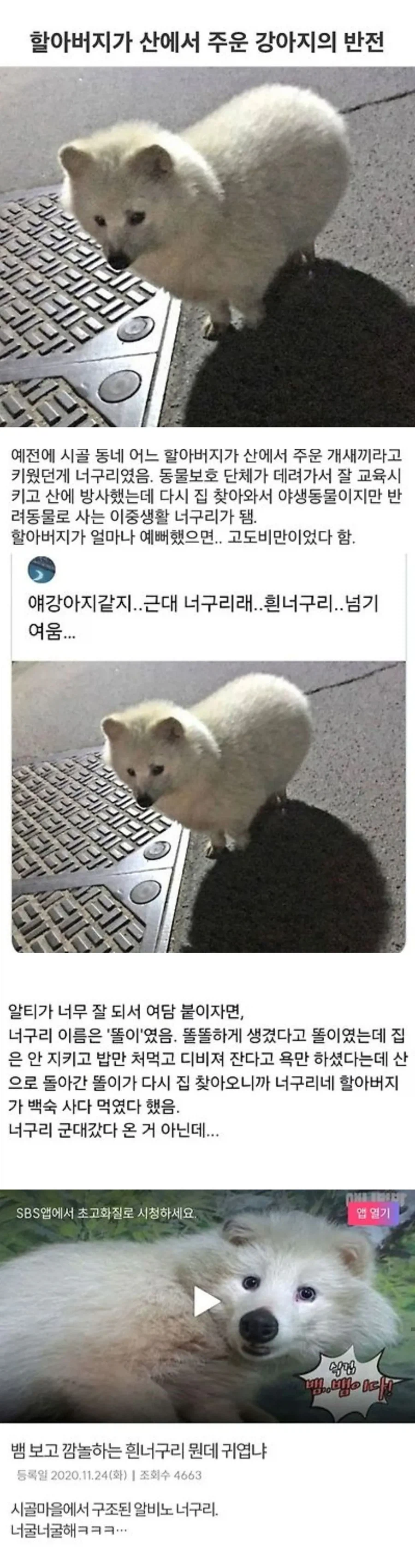 너구리로 태어난 걸 후회했을 너구리_1.webp