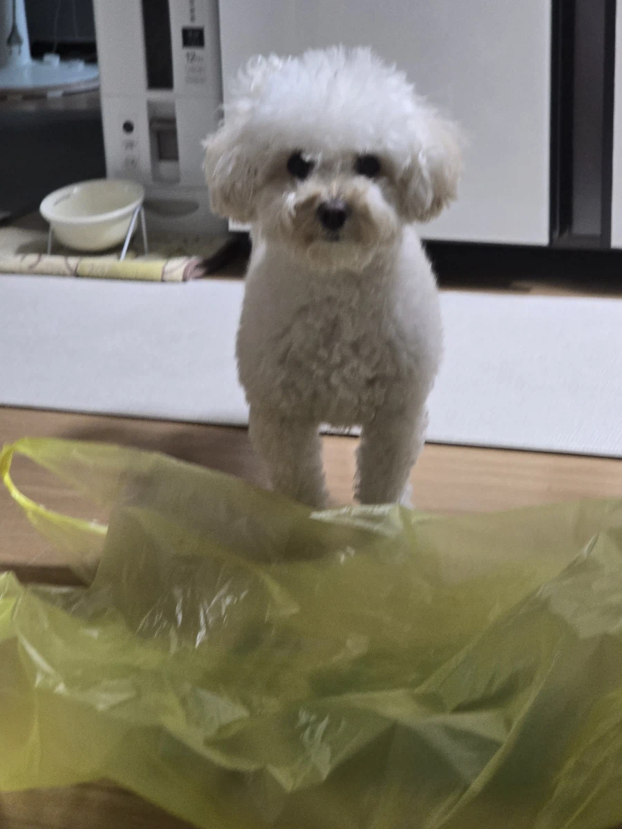 우리 강아지 비닐 하나때문에 방을 못넘어옴_1.webp