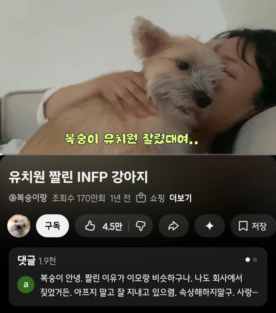 멍뭉이 유치원에서 짤린 멍뭉이 영상 댓글_1.webp