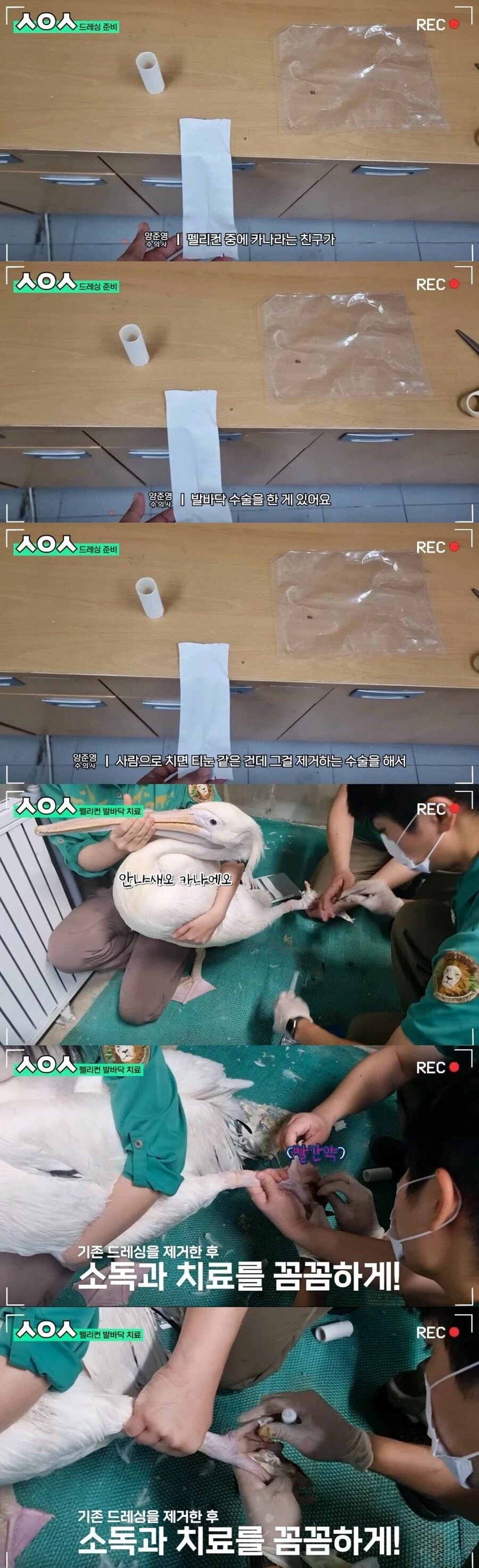 기껏 치료해주고 후드려 맞는 수의사_1.webp