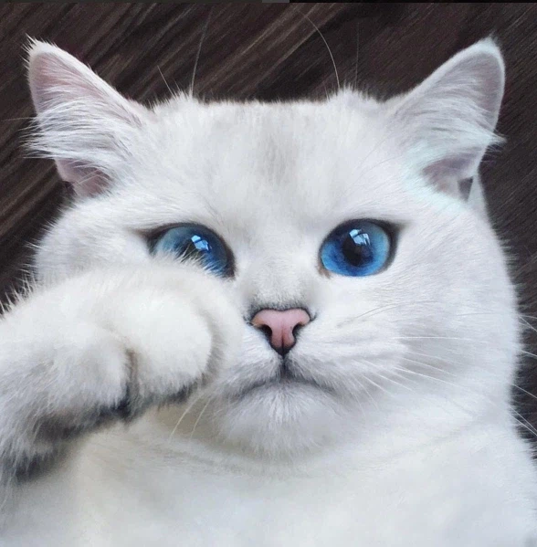 고양이 인스타 팔로워가 167만을 넘은 이유.jpg_3.webp