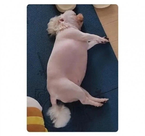 너무 살쪄서 털이라도 깎아 본 견주_2.webp