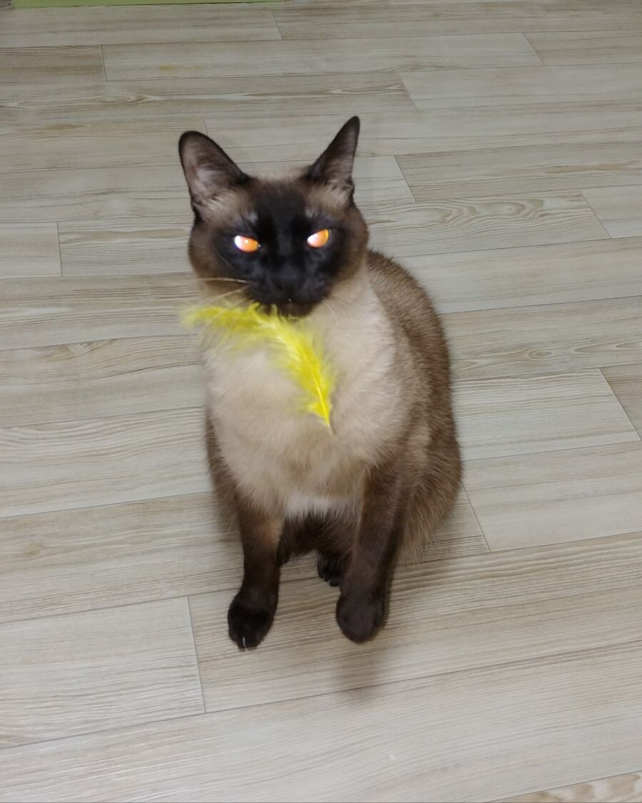 고양이 약 먹일 때 팁_6.jpg