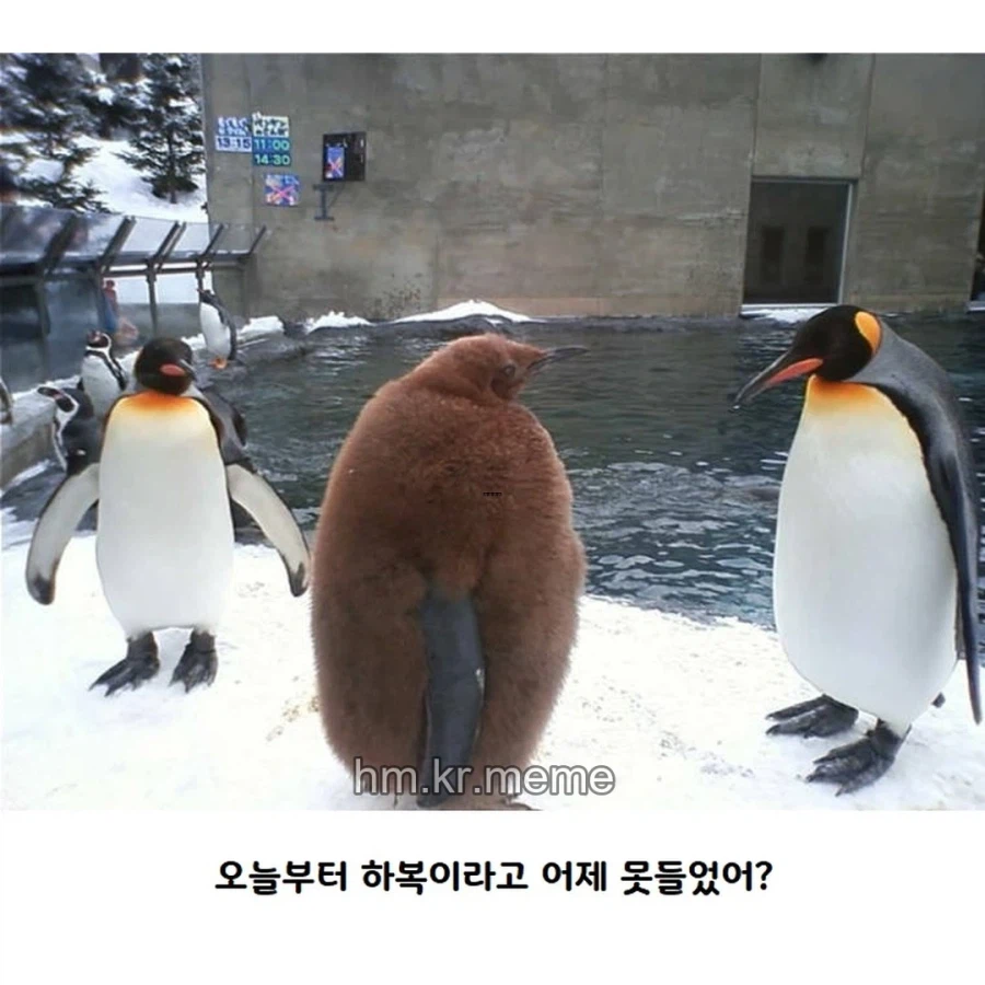 동물 제목학원 모음_4.webp