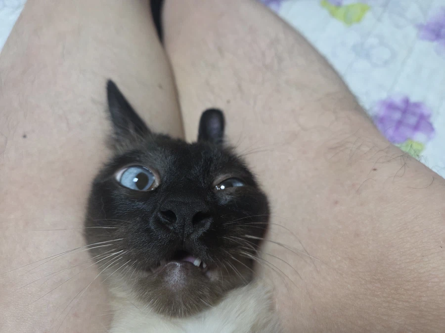 혐오주의)나는 고양이를 학대하는 것이 매우 즐겁다_4.webp