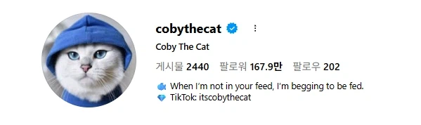 고양이 인스타 팔로워가 167만을 넘은 이유.jpg_1.webp