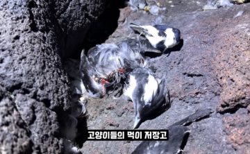 현재 진행형인 마라도의 생태계와 고양이 문제_12.webp