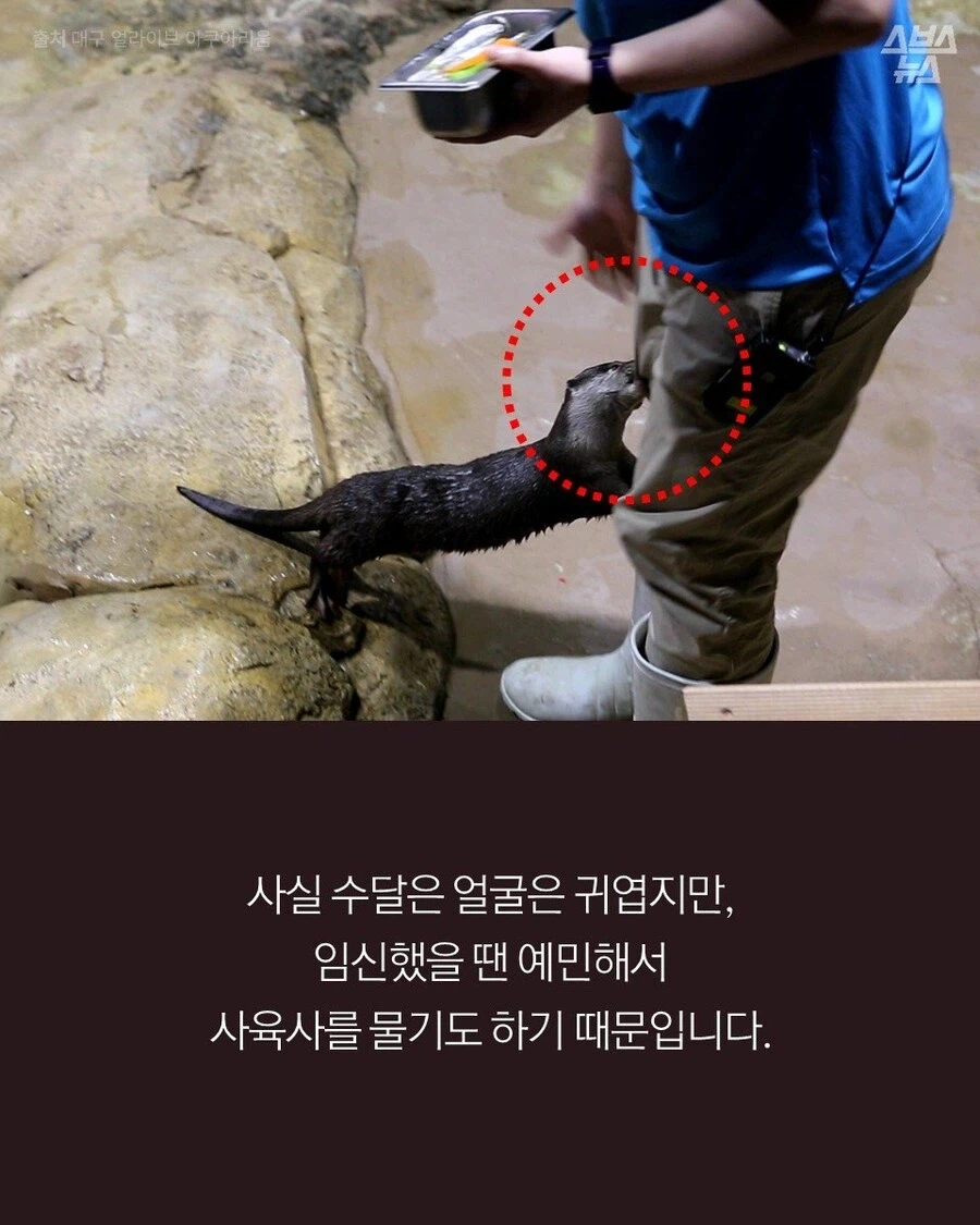 고양이 외에도 인간에게 새끼 맡기는 동물.JPG_4.webp