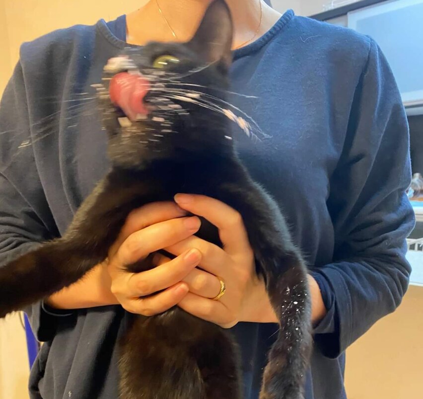 고양이 전용 케이크_3.png