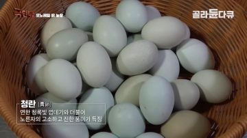 완전 동물복지 중국 닭 사육장_1.webp