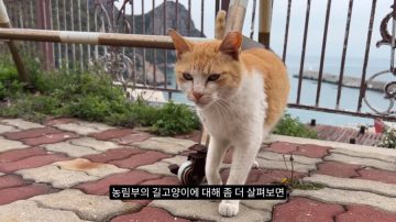 다시 한번 길고양이 문제에 대해 강하게 어필하는 유튜버 (※스압주의)_67.webp