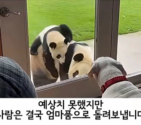 유투브 쇼츠 AI 뇌절 대잔치_11.webp