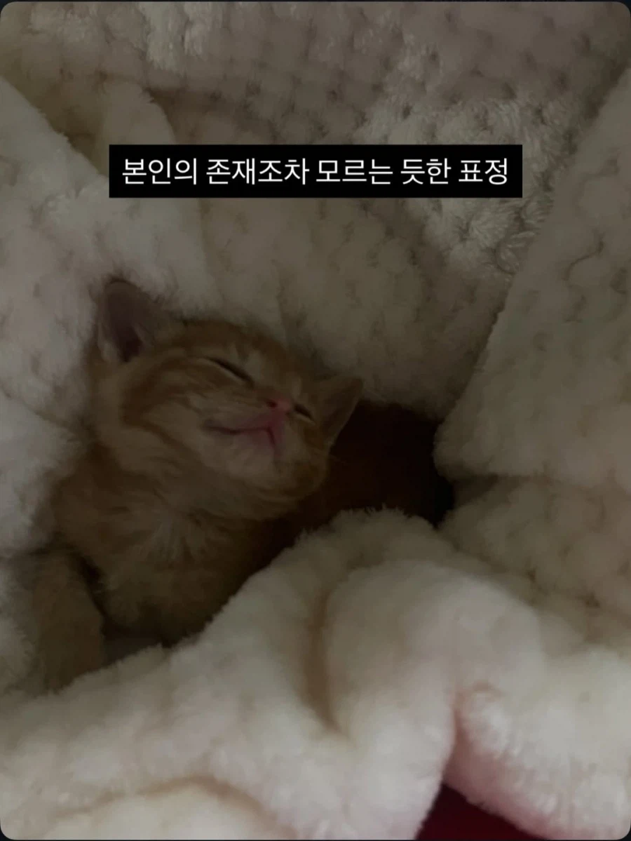 애기고양이 특징.jpg (유게법률 준수)_5.webp