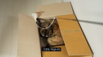 다시 한번 길고양이 문제에 대해 강하게 어필하는 유튜버 (※스압주의)_70.webp