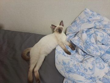 예전에 우리집 고양이가 너무 작다고 루리웹에 글 쓴 적도 있었음_4.webp