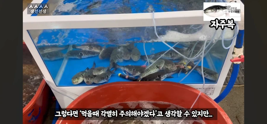 산란기의 복어독이 강하지만 상관없는이유_3.webp