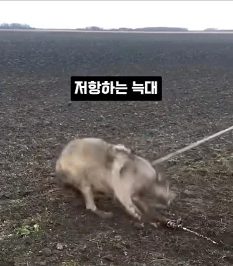 개를 발명하는 과정_4.webp