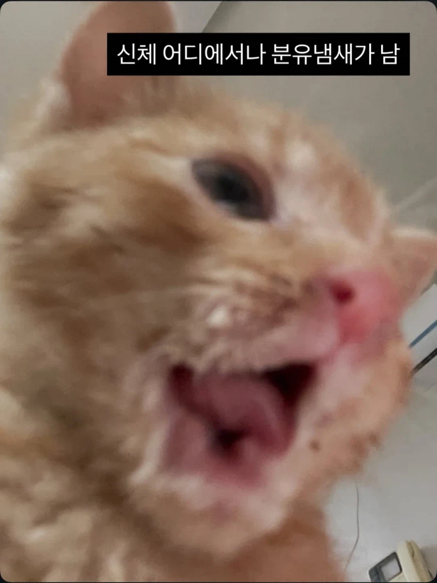 애기고양이 특징.jpg (유게법률 준수)_7.webp