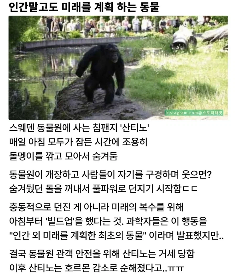 유인원의 눈을 똑바로 쳐다보면서 이 드러내고 웃으면 ㅈ됨_1.webp