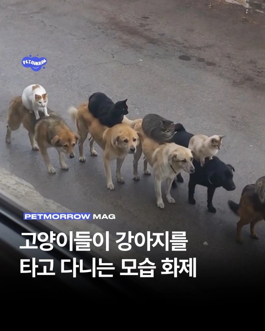 냥온댕.jpg_1.webp