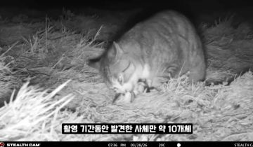 현재 진행형인 마라도의 생태계와 고양이 문제_14.webp