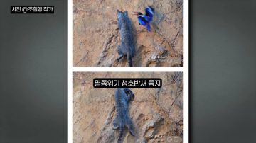 다시 한번 길고양이 문제에 대해 강하게 어필하는 유튜버 (※스압주의)_57.webp