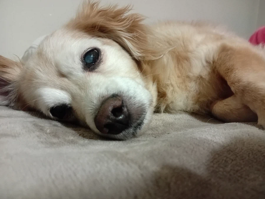 우리집 댕댕이 성격 특이한 부분_4.webp