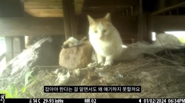 다시 한번 길고양이 문제에 대해 강하게 어필하는 유튜버 (※스압주의)_22.webp