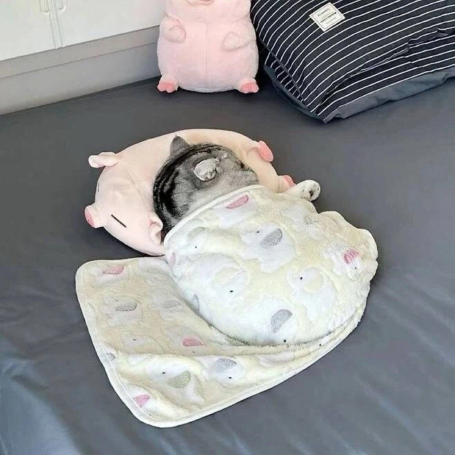 아기가 쓰던 담요 고양이 덮어줬더니_1.webp