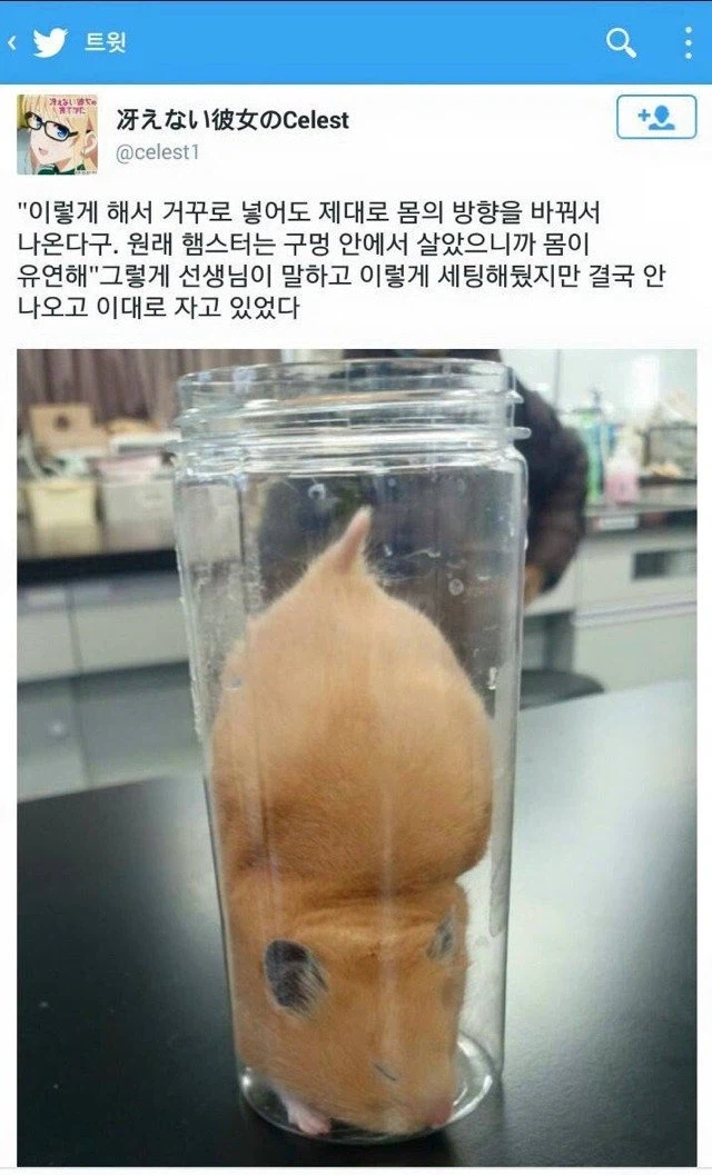 햄스터를 거꾸로 구멍에 집어넣어보았다_1.webp