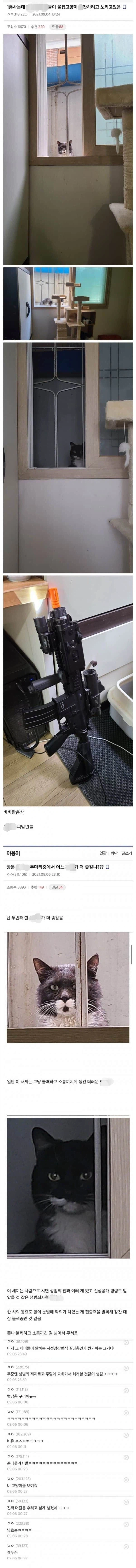 길고양이들이 울집고양이 ○간하려고 노리고 있음.jpg_1.webp