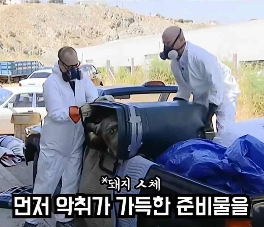 80KG 고기를 시멘트로 묻을 때 주의사항_3.webp