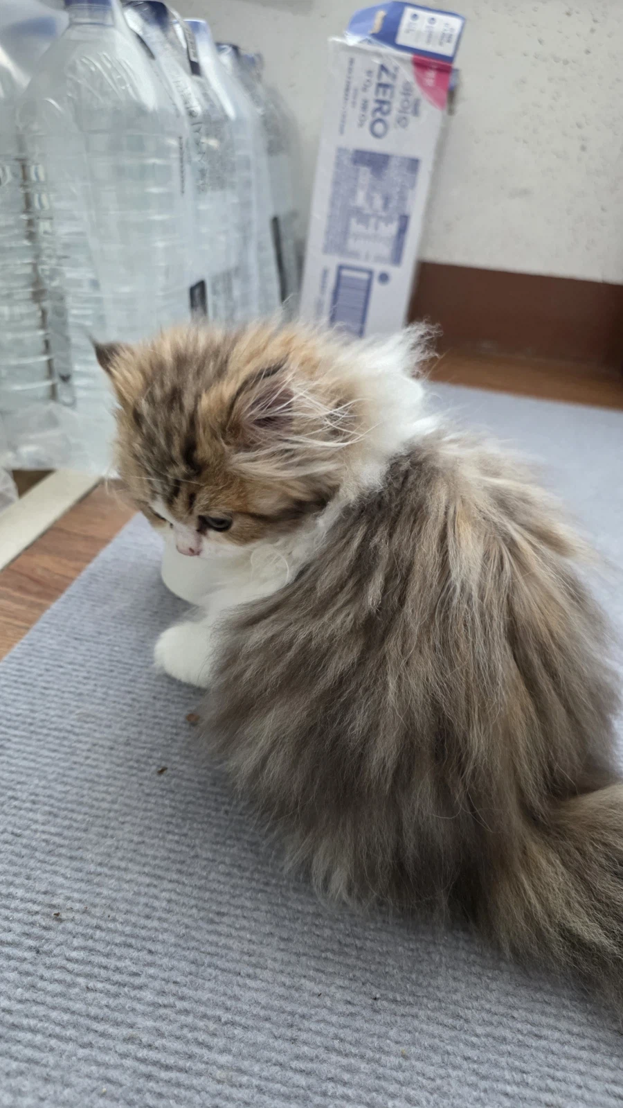 이 나이에 괭이 키우고 왜 육아를 어릴 때 하라는지 알았음_1.webp