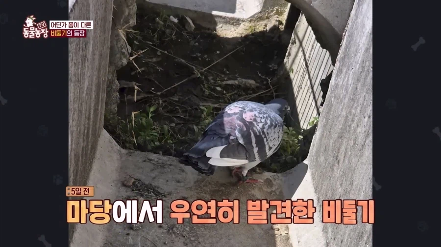 일본에서 1200km 를 날아서 한국으로 온 비둘기_5.webp
