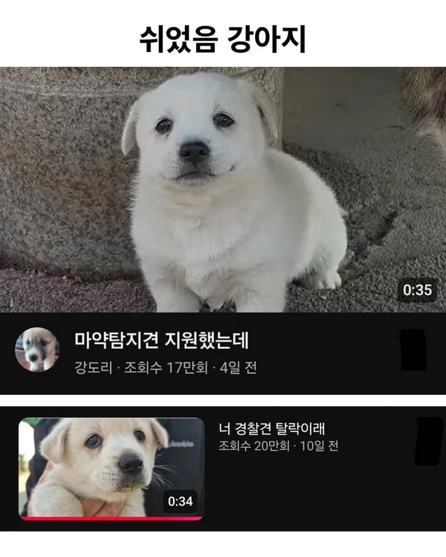 쉬었음 강아지.jpg_1.webp