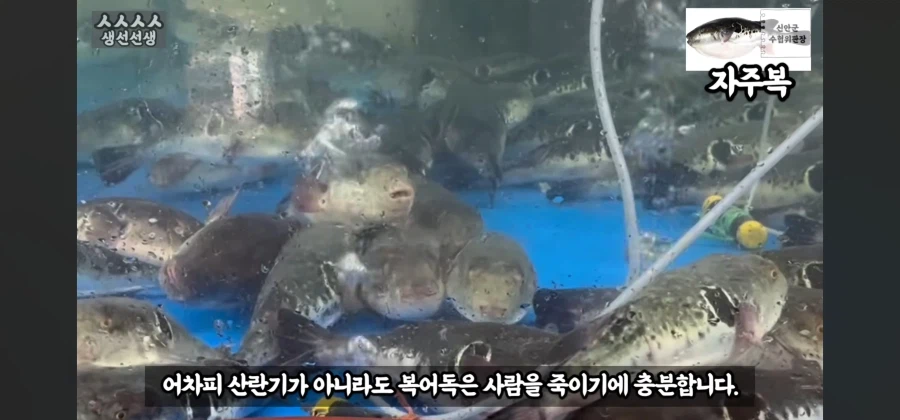 산란기의 복어독이 강하지만 상관없는이유_4.webp