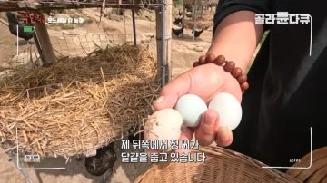 완전 동물복지 중국 닭 사육장_14.webp