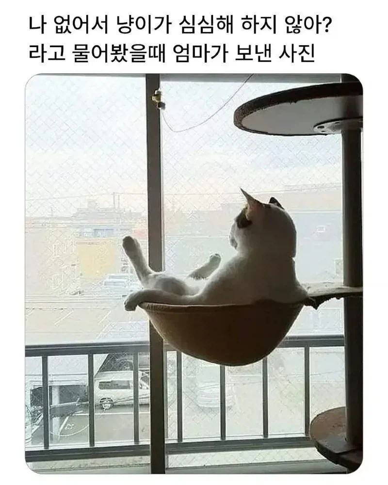 예쁜 고야옹이나 봐라_3.webp