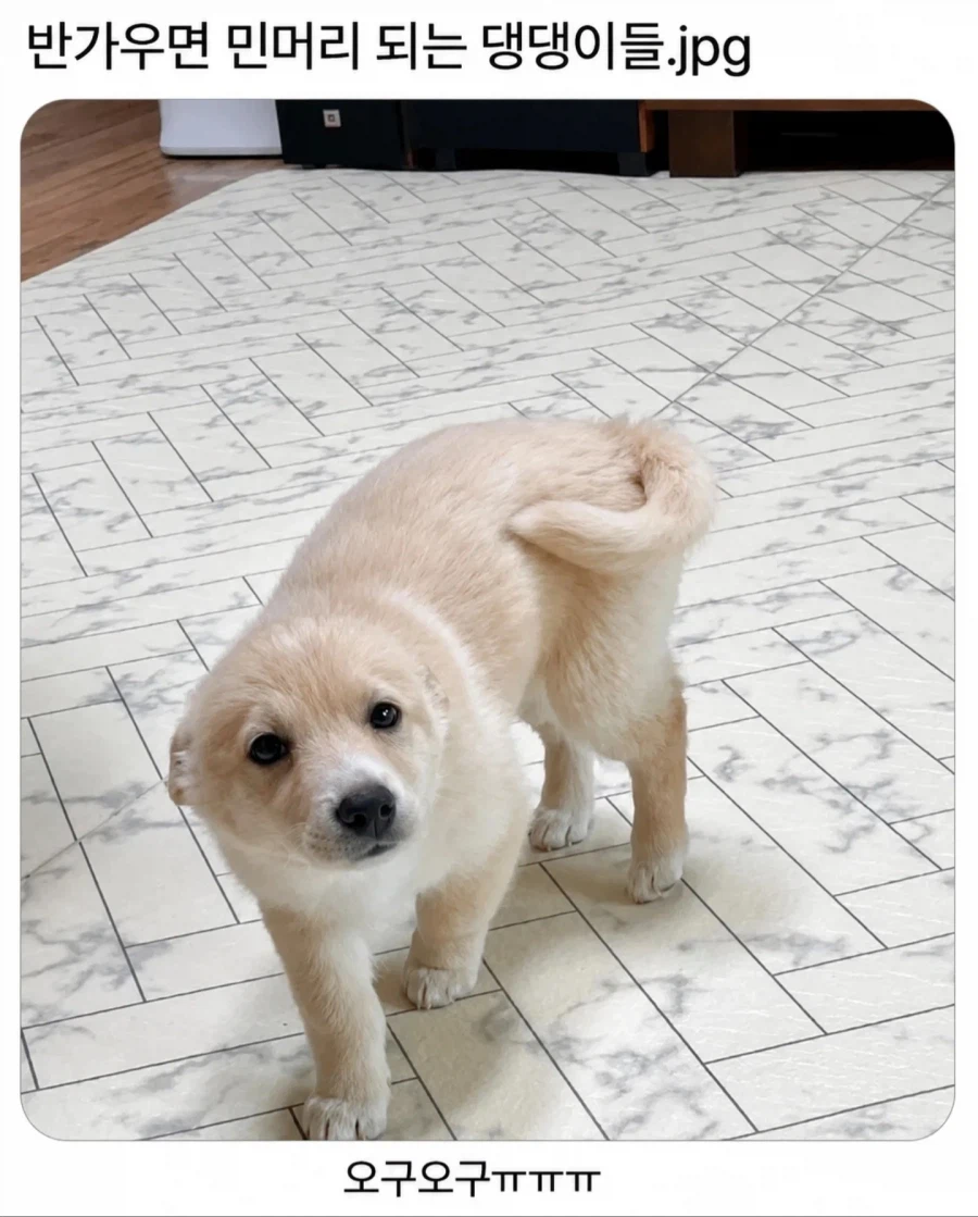 반가우면 민머리되는 댕댕이들_1.webp