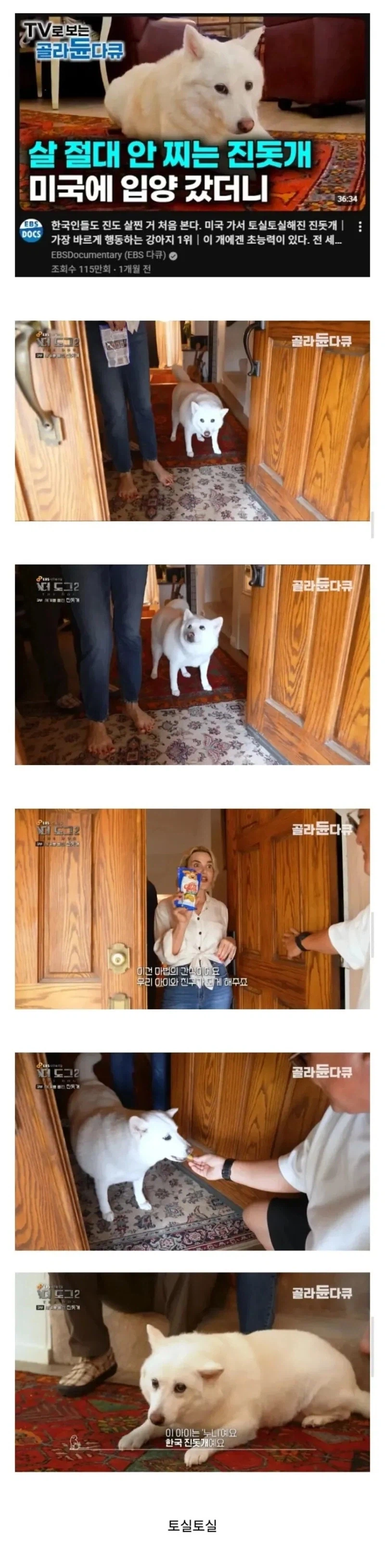 진돗개는 살이 안 찐다고 한다.jpg_1.webp