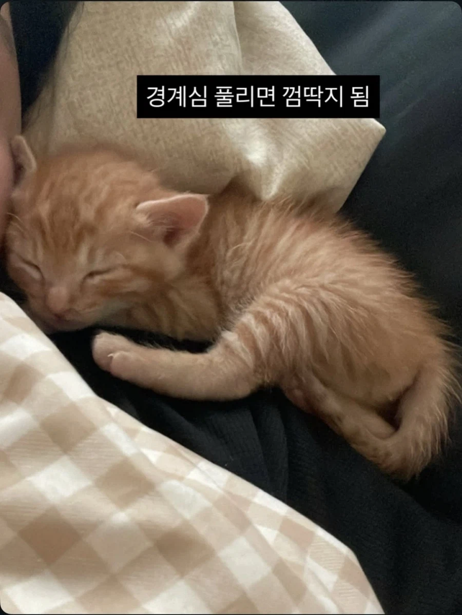 애기고양이 특징.jpg (유게법률 준수)_6.webp