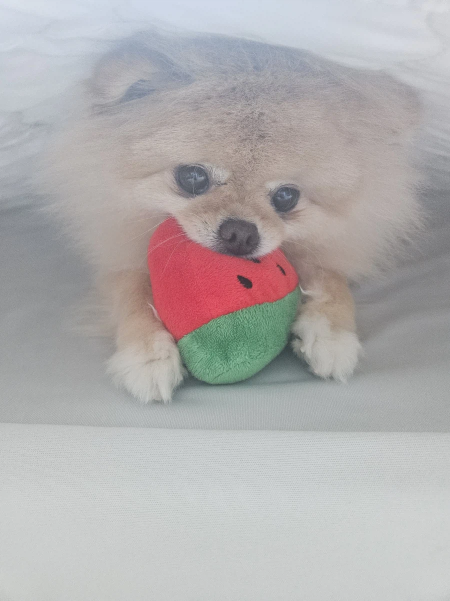우리집 강아지 근황_4.webp
