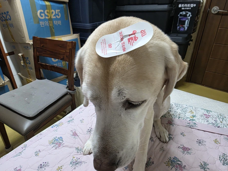 자, 너희가 원하던 사진이다._10.webp