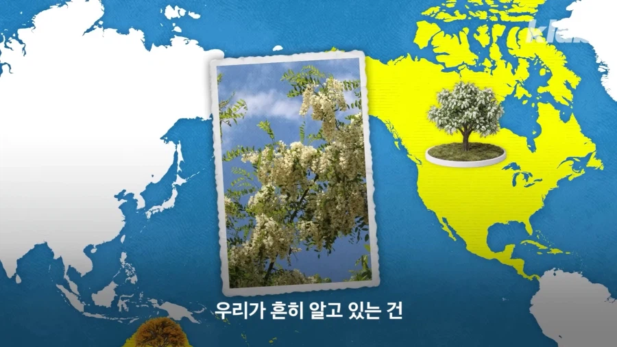 그동안 몰랐었던 아카시아 나무의 비밀_6.webp