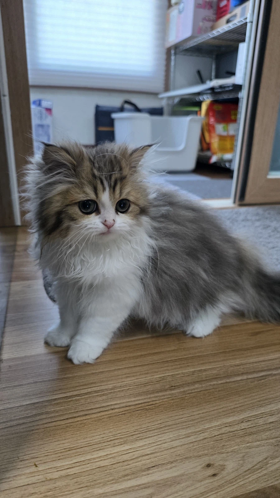 이 나이에 괭이 키우고 왜 육아를 어릴 때 하라는지 알았음_3.webp
