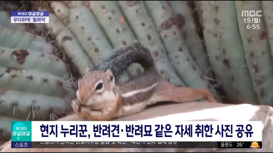 다람쥐가 더위식히는 모습_3.webp